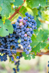 Close-up of grapes growing on plant