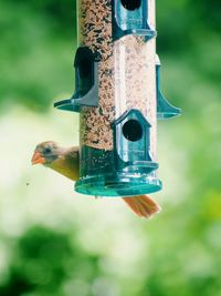 Close-up of bird feeder