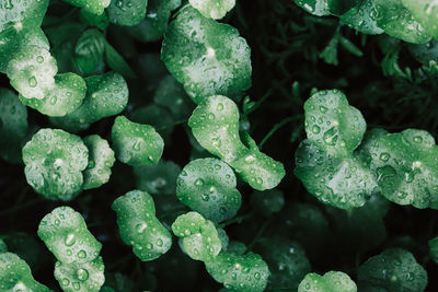 Full frame shot of wet plants