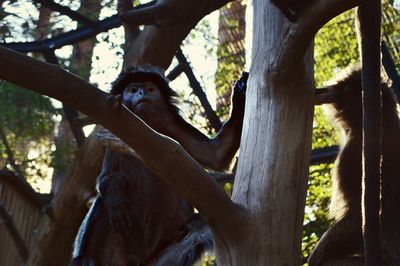 Close-up of monkey on tree in forest