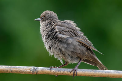 Close-up of bird perching on railing