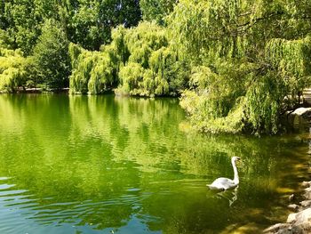 Swan floating on lake