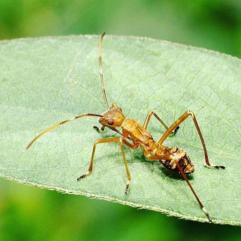 insect, animals in the wild, animal themes, one animal, wildlife, close-up, dragonfly, focus on foreground, grasshopper, animal antenna, spider, leaf, nature, selective focus, outdoors, day, no people, green color, full length, zoology