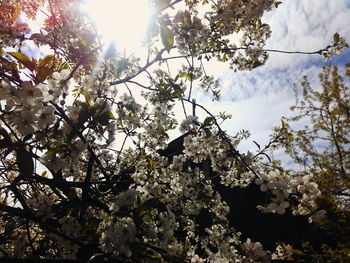 Low angle view of apple blossoms against sky