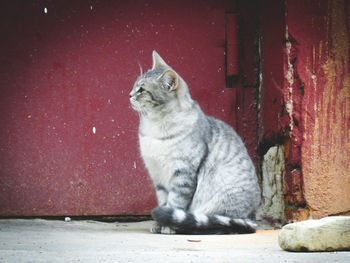 Close-up of cat looking away