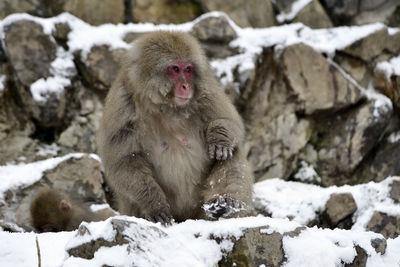 Monkey in a snow