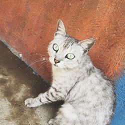 High angle view portrait of cat by stone wall