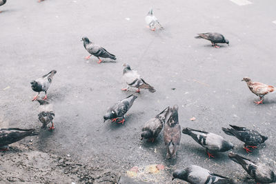 High angle view of pigeons on street