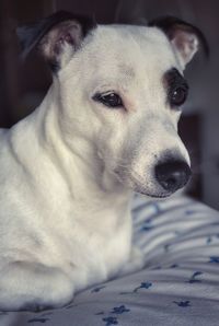 Close-up of dog looking away