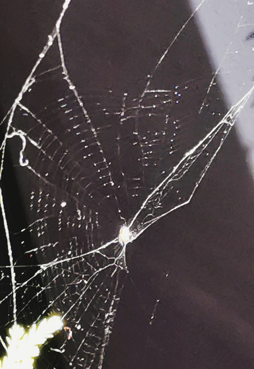 Der Wind hat das filigrane Spinnennetz beschädigt....Es ist fast wieder repariert.... 🕷️The wind has damaged the filigree spider's web.... It's almost repaired again.... 🕷️ Nature Mini Spider Spider's Web Filigree