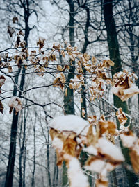 Close-up of snow on plants during winter