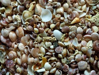 Full frame shot of seashells