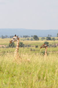 Scenic view of grassy field against sky