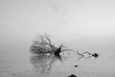 Bare tree by lake against sky