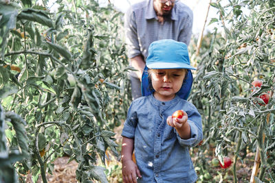 Toddler holding tomato while harvesting in farm with father