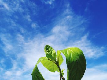 Low angle view of green leaves against sky