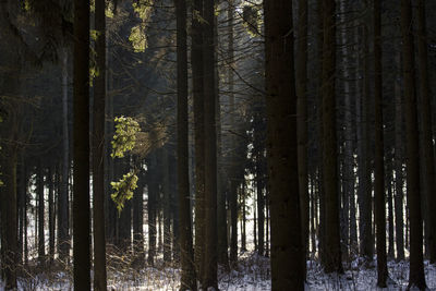 Trees in forest during winter