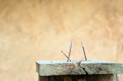 Close-up of insect on wooden wall