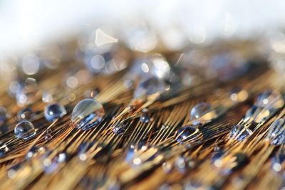 Water droplets on feather