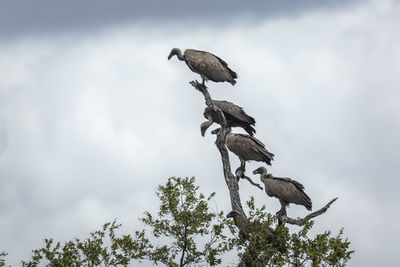 Low angle view of birds perching on tree