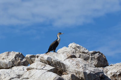 Bird perching on rock against sky