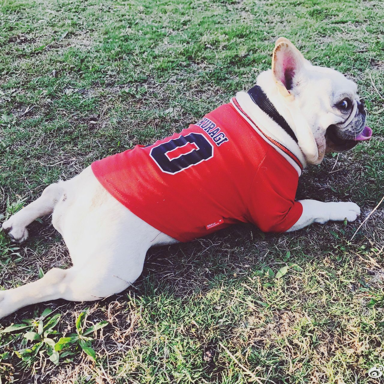 one animal, domestic animals, pets, dog, animal themes, mammal, high angle view, grass, outdoors, lying down, day, no people, red, full length, nature