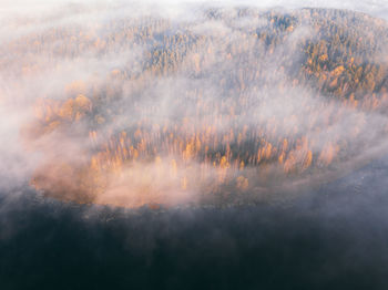 Scenic view of forest against sky