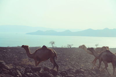 Horses in the sea against sky