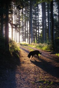 Dog walking on road in forest