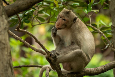 Long-tailed macaque sits in tree eating biscuit