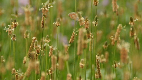 Close-up of flowering plants on field