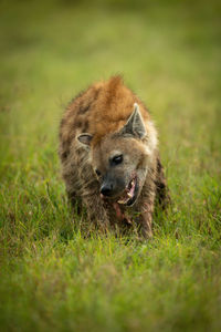 Spotted hyena sitting on grass gnawing bone