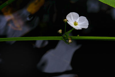 Close-up of white flowering plant