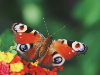 Close-up of butterfly pollinating on flower