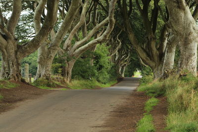 Dirt road amidst trees in forest