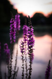 Close-up of purple flowering plant