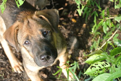 High angle portrait of dog