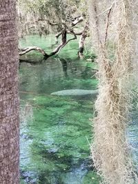 Bare trees in water