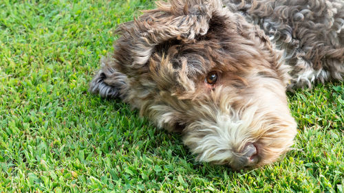 Portrait of dog relaxing on field