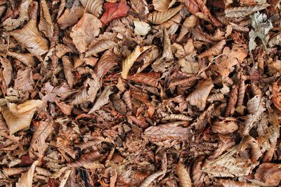 Full frame shot of dried leaves in market