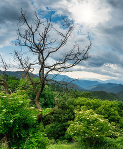 Scenic view of tree mountains against sky