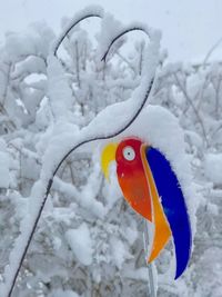 Close-up of a bird on snow