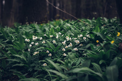 Close-up of flowering plants on land