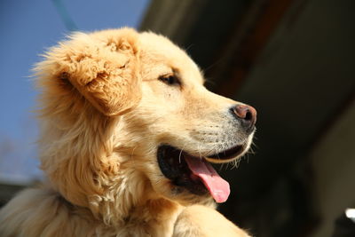 Close-up of a dog looking away