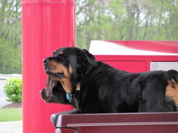 Close-up of dog looking away