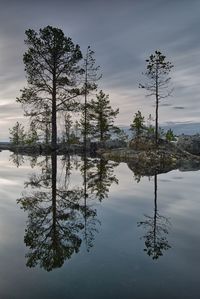 Reflection of tree in lake against sky