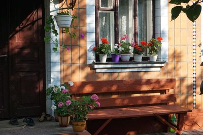 Potted plant on window of building