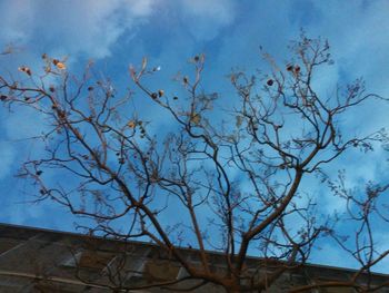 Low angle view of bare tree against sky