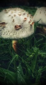 Close-up of mushroom in field