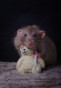 Cute dumbo rat cuddling with a teddy bear.